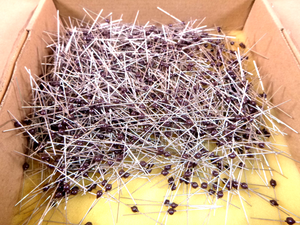 V33MA1B Littlefuse Axial Varistor 3mm ROHS / Lead Free (1000 Pcs.) | Electrical MRO Replacement Parts & Components and Commercial Electrical Supplies Company